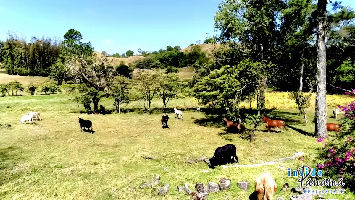 54 Ha Development Land For Sale in Volcan Panama