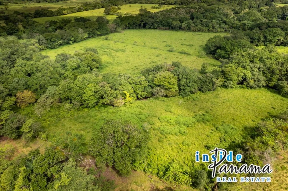 Prime 7 Acre Flat Land For Sale El Higo Dolega Chiriqui Panama
