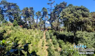 High Altitude Coffee Farm with River and Volcano Views in El Salto Boq