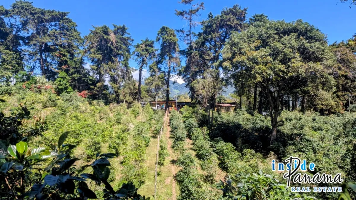 High Altitude Coffee Farm with River and Volcano Views in El Salto Boq
