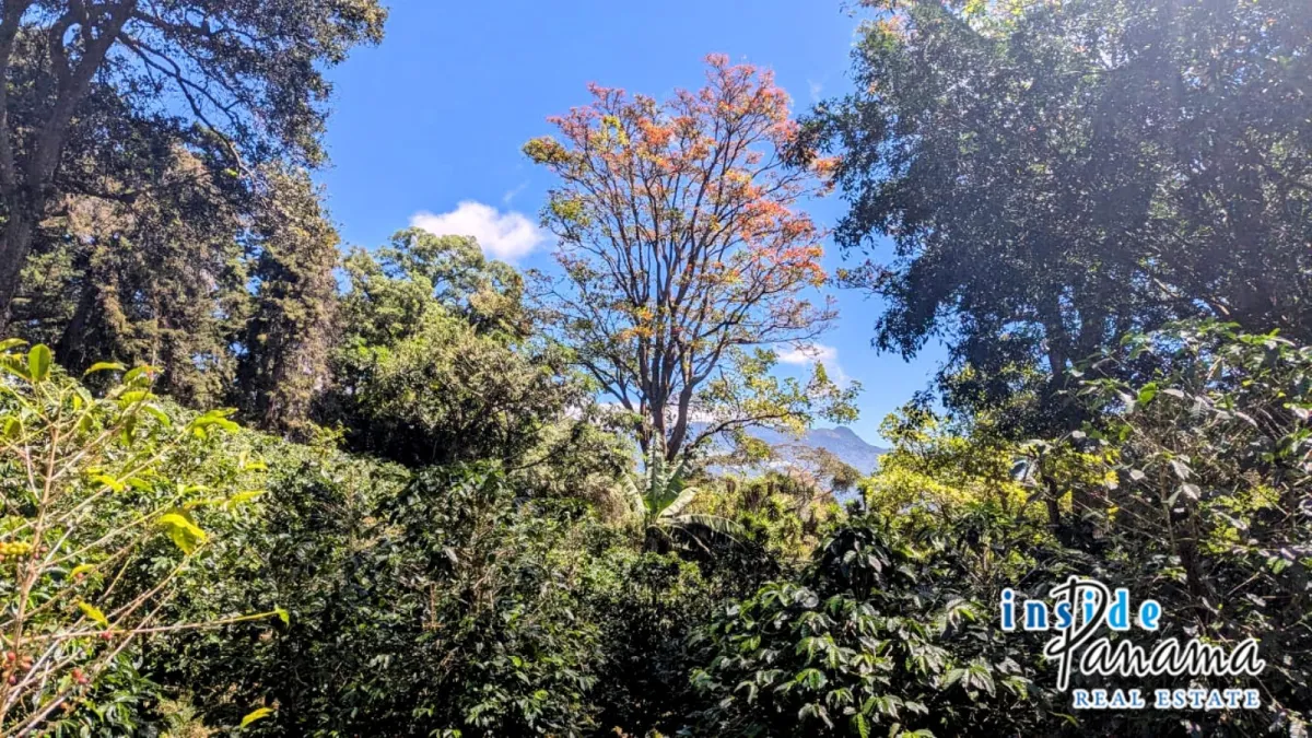 High Altitude Coffee Farm with River and Volcano Views in El Salto Boq