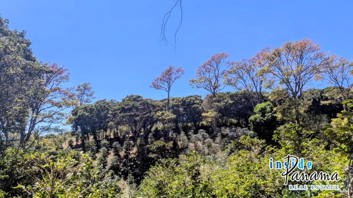 High Altitude Coffee Farm with River and Volcano Views in El Salto Boq
