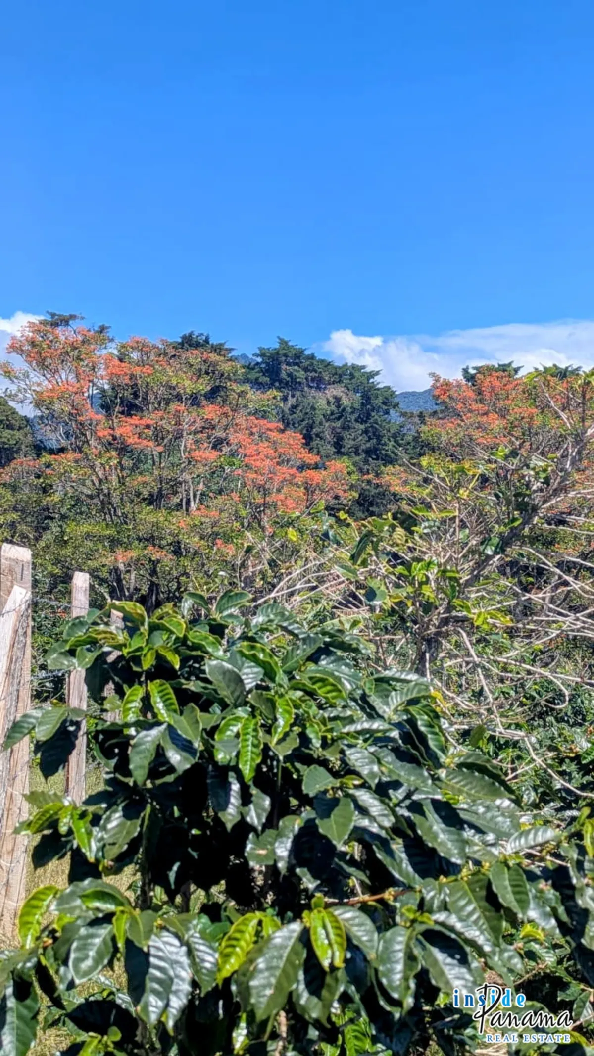 High Altitude Coffee Farm with River and Volcano Views in El Salto Boq