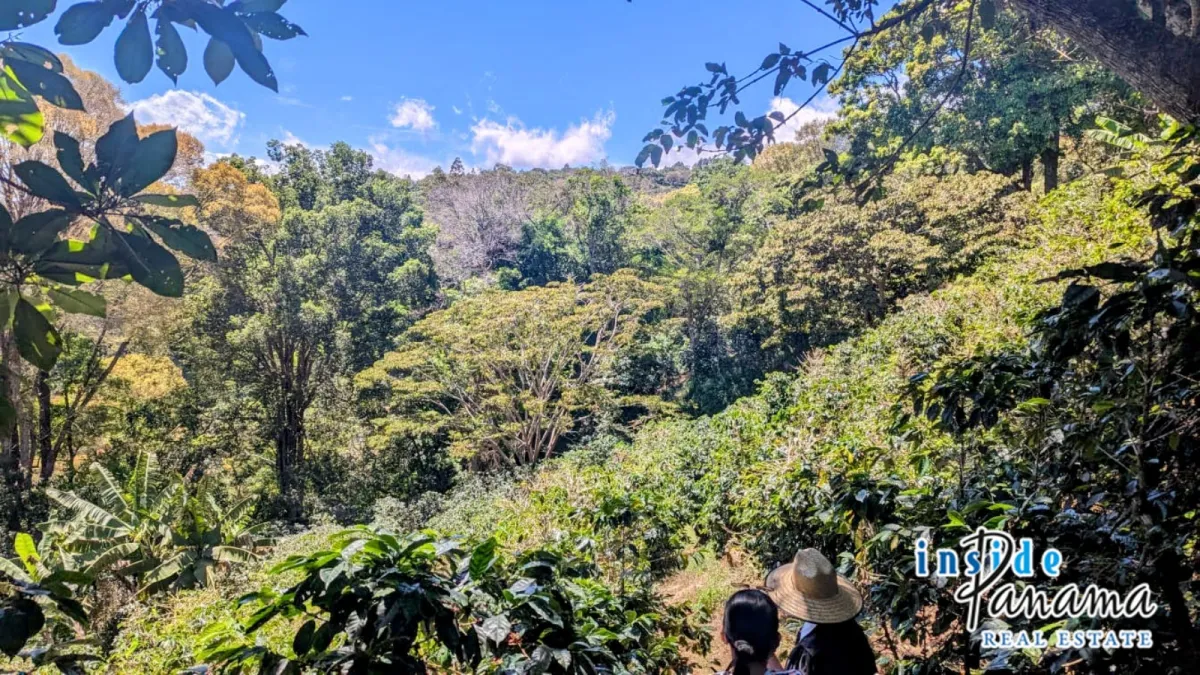 High Altitude Coffee Farm with River and Volcano Views in El Salto Boq