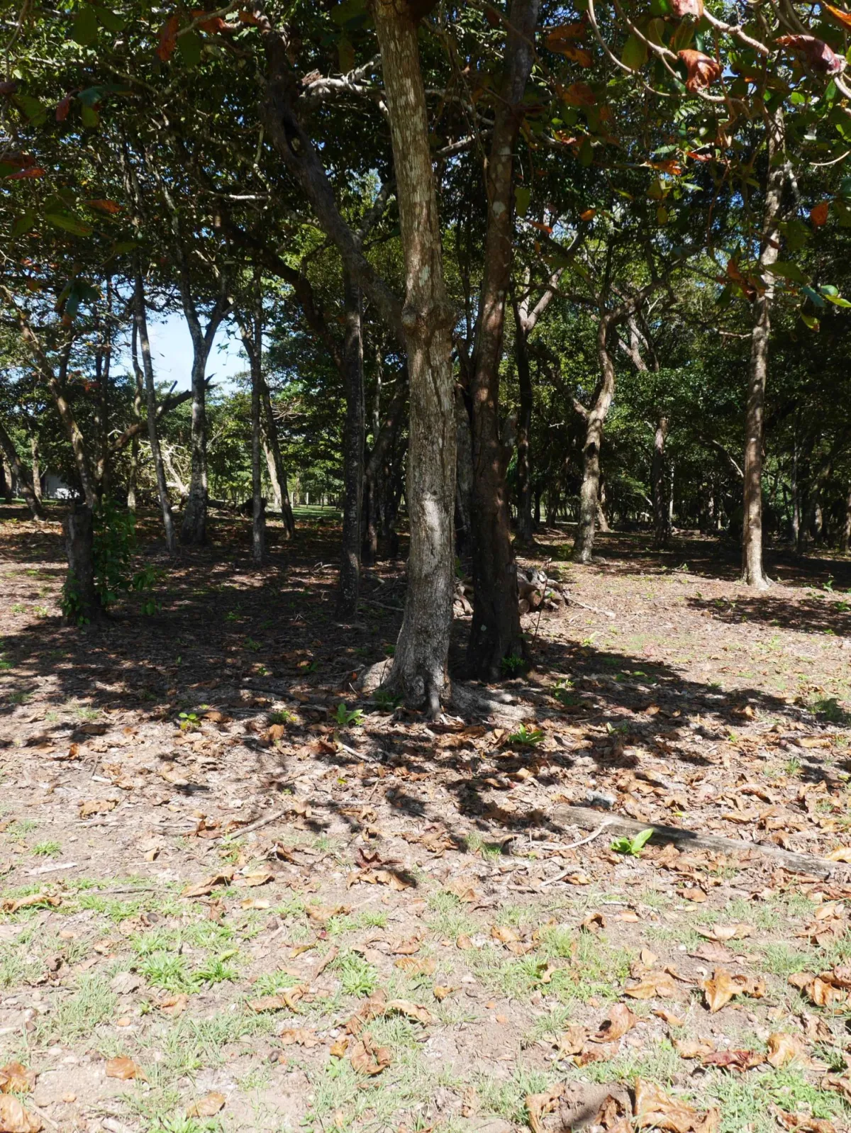 Large beachfront plot for sale in Playa Nanzal
