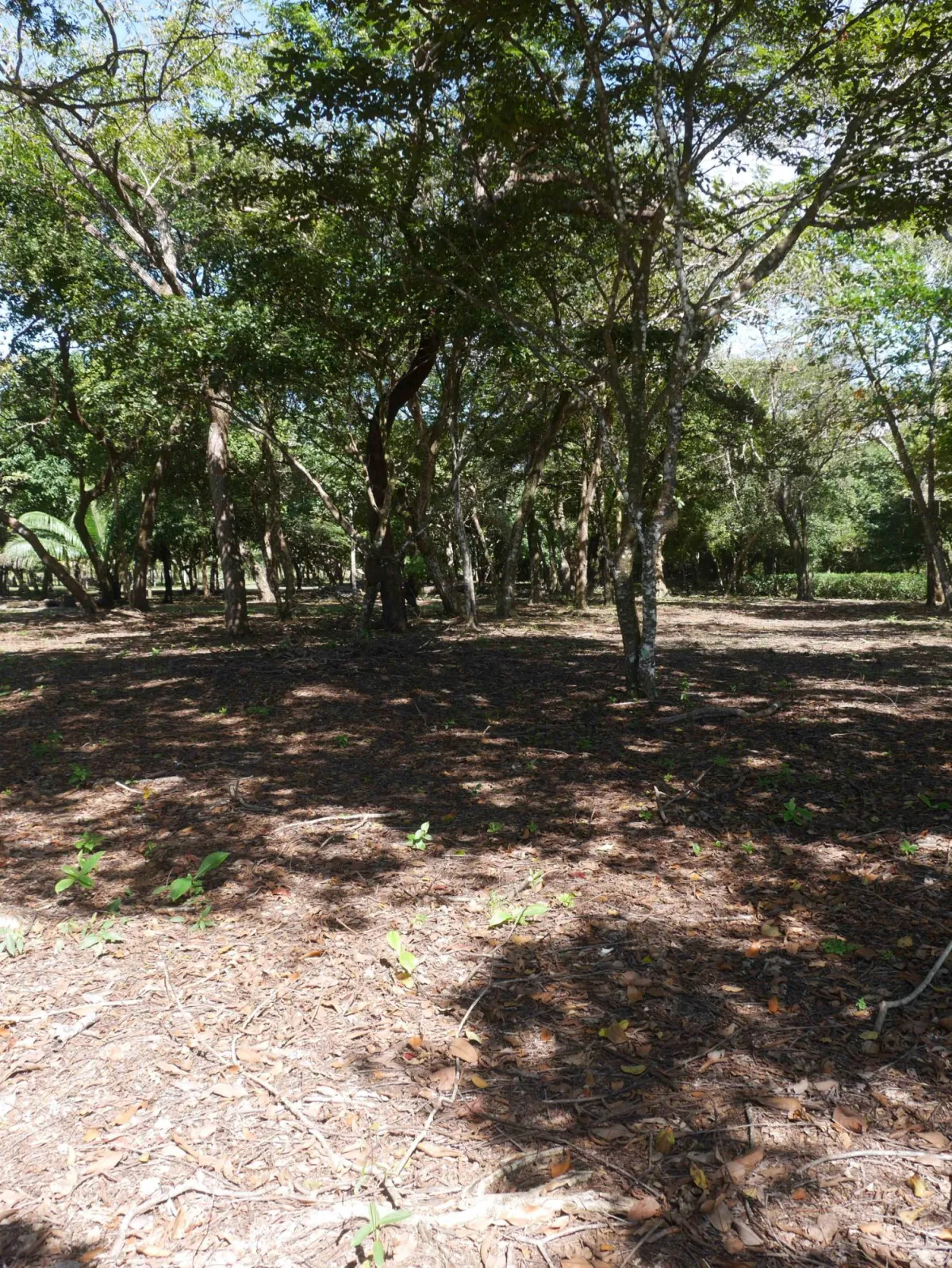 Large beachfront plot for sale in Playa Nanzal