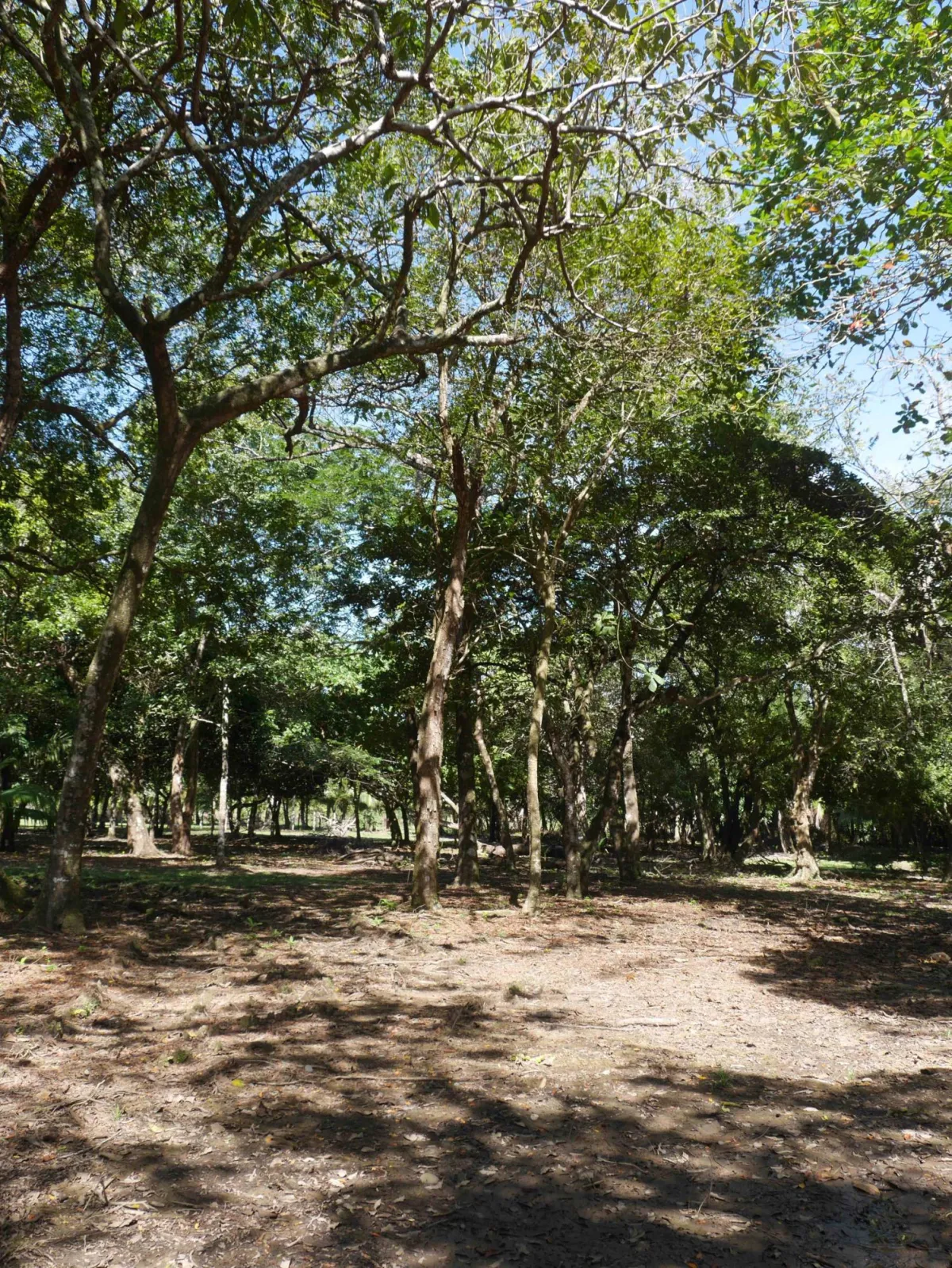 Large beachfront plot for sale in Playa Nanzal