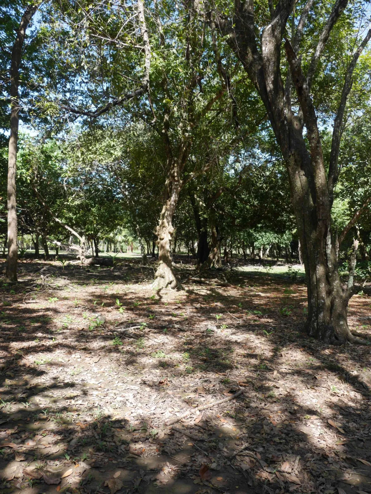 Large beachfront plot for sale in Playa Nanzal