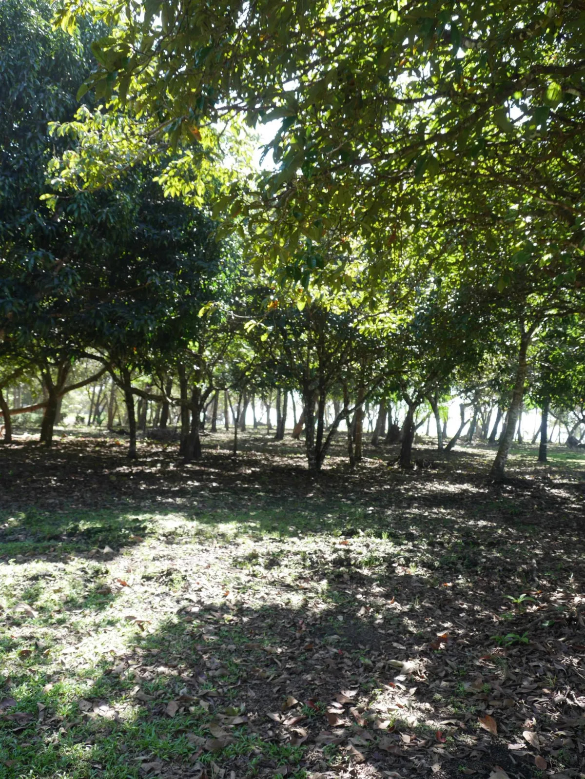 Large beachfront plot for sale in Playa Nanzal