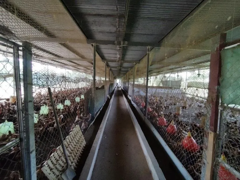 13.6 ha poultry farm with river, Natá, Coclé