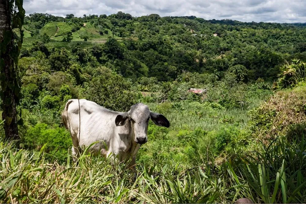 Flat Land for Sale in Bijugual, Bugaba Chiriqui