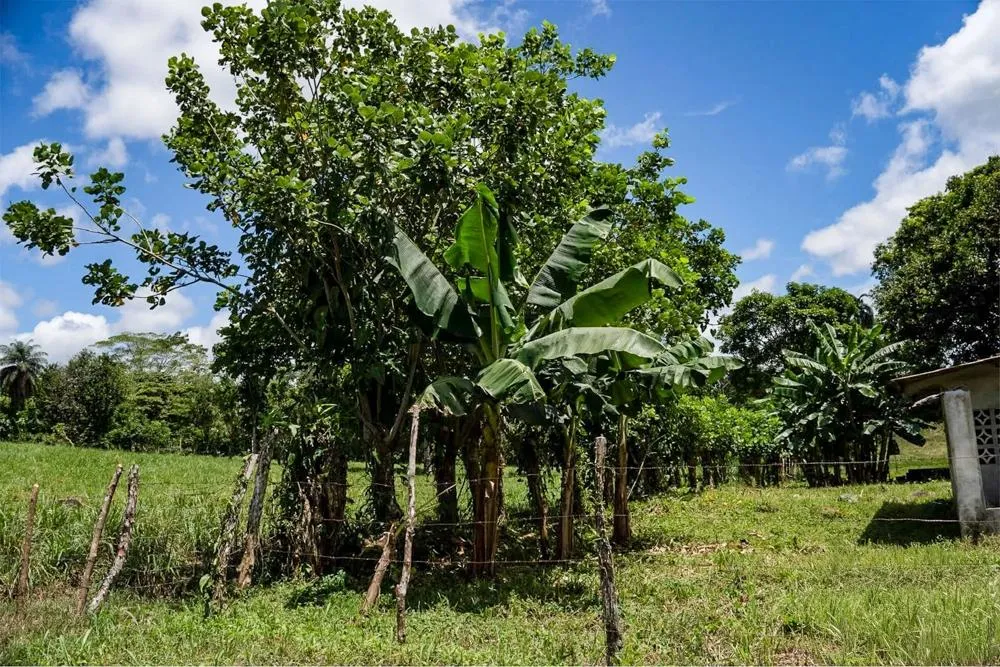 Flat Land for Sale in Bijugual, Bugaba Chiriqui
