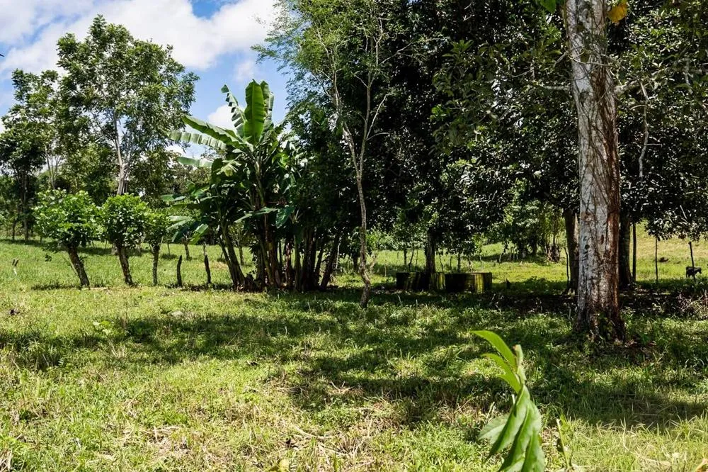 Flat Land for Sale in Bijugual, Bugaba Chiriqui