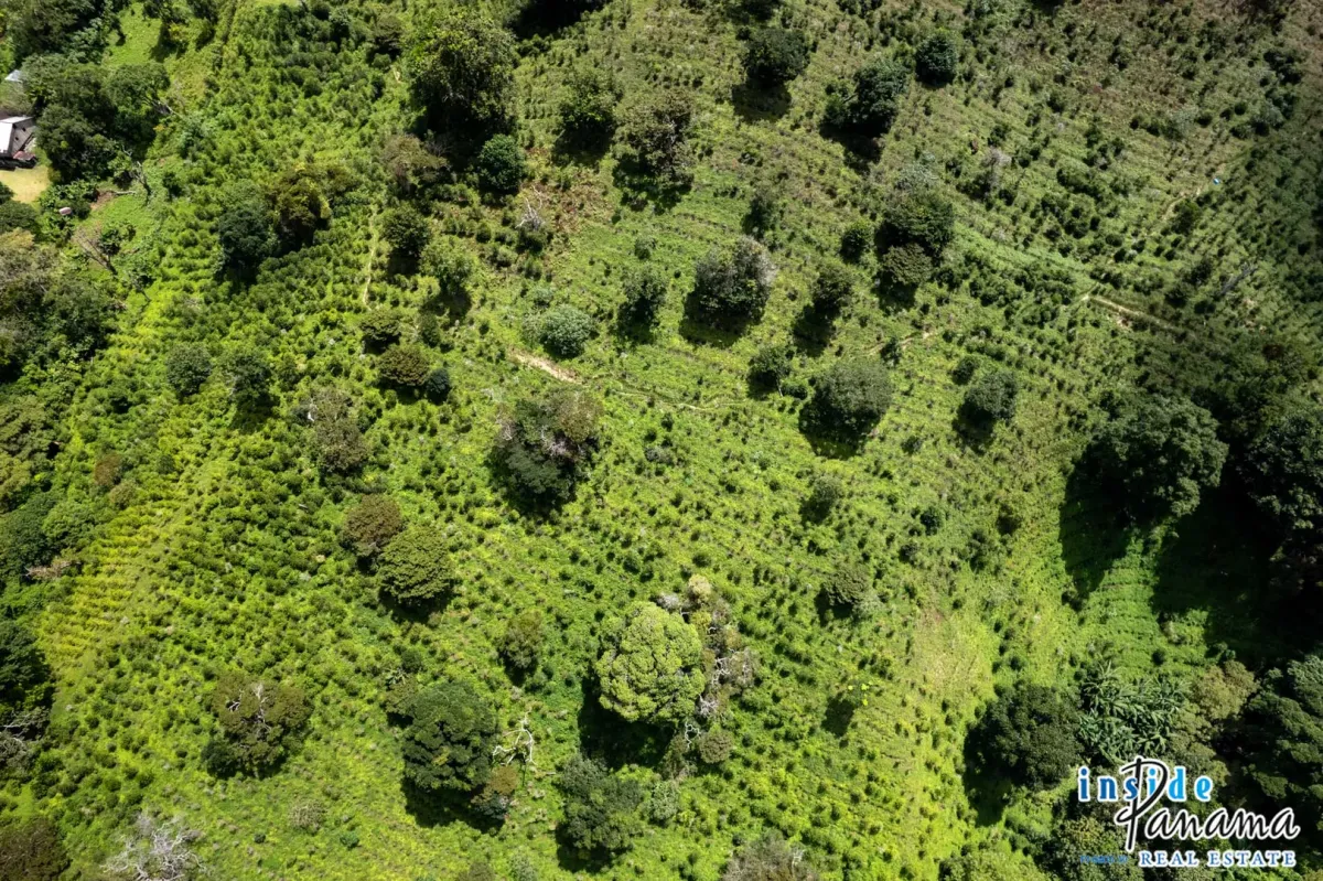 Producing Coffee Farm For Sale in Horqueta Boquete Panama