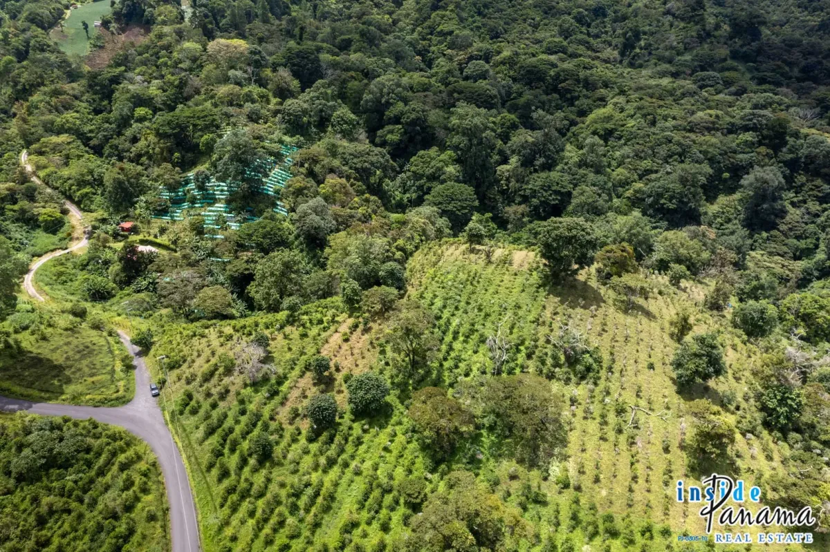 Producing Coffee Farm For Sale in Horqueta Boquete Panama