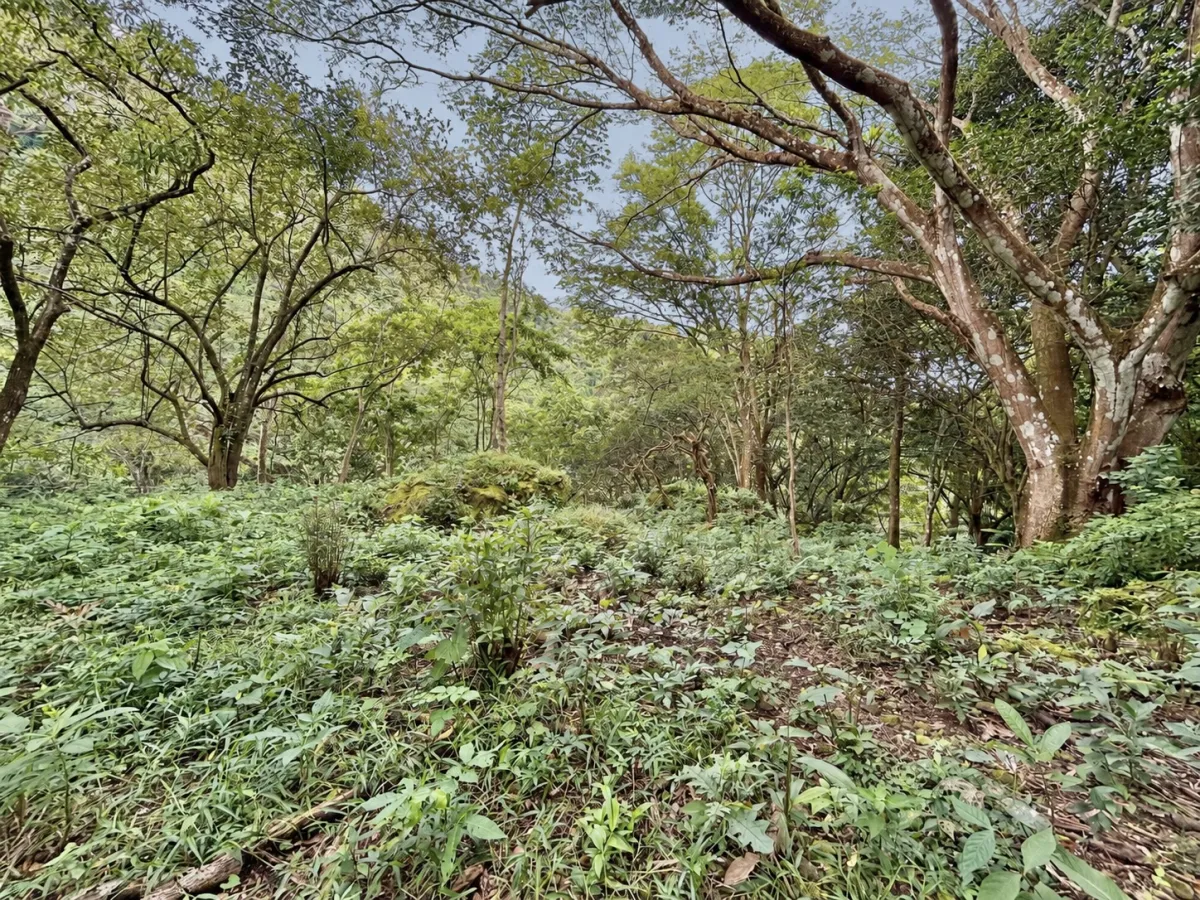 Elevated Corner Lot in Valle de la Toscana, Altos del María