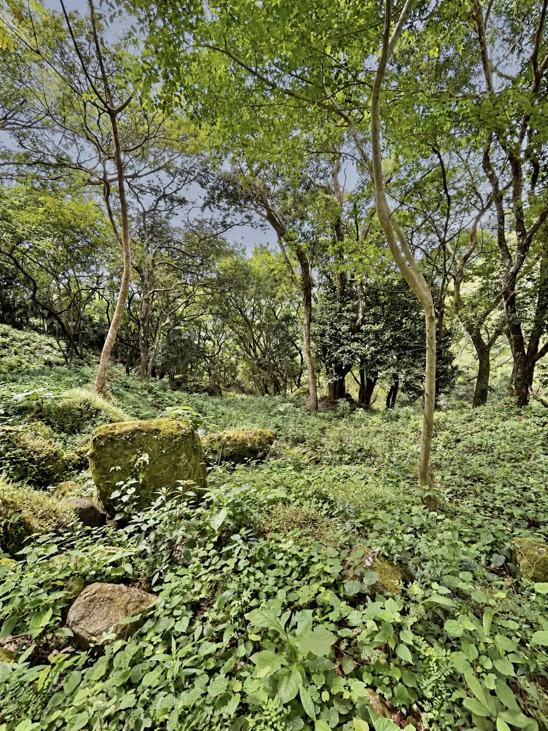 Elevated Corner Lot in Valle de la Toscana, Altos del María