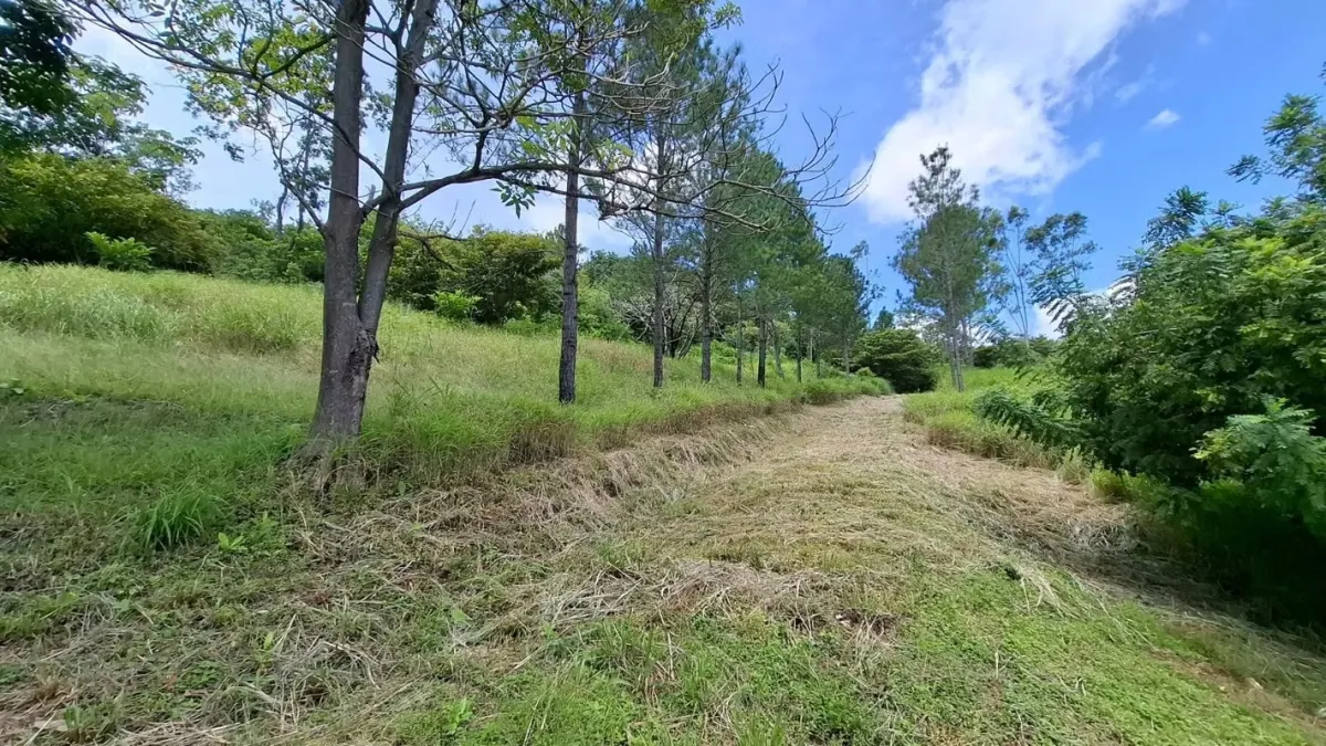 BEJUCO / CHAME - TERRENO DE 5 HECTAREAS EN VENTA