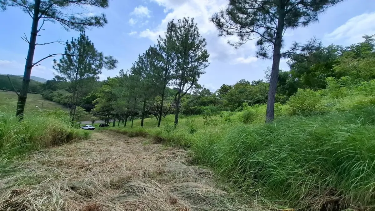 BEJUCO / CHAME - TERRENO DE 5 HECTAREAS EN VENTA