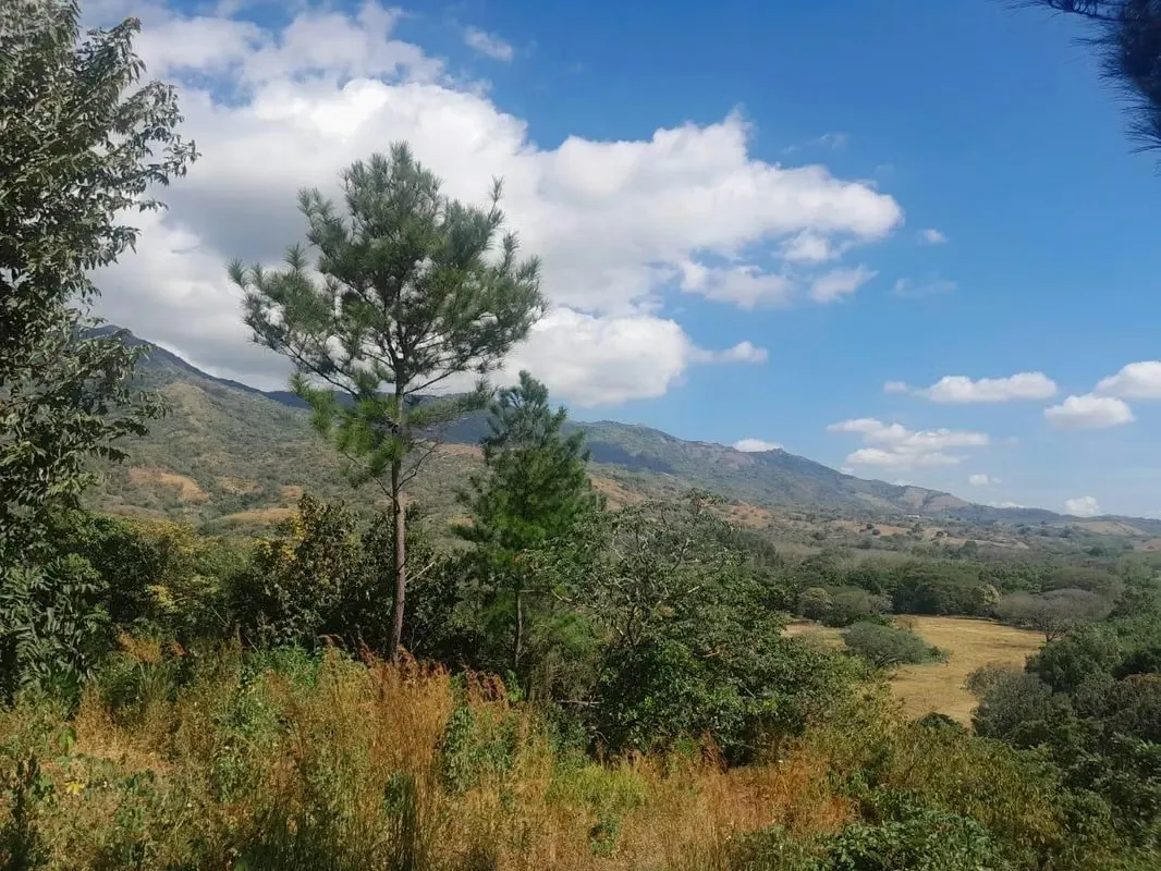 BEJUCO / CHAME - TERRENO DE 5 HECTAREAS EN VENTA