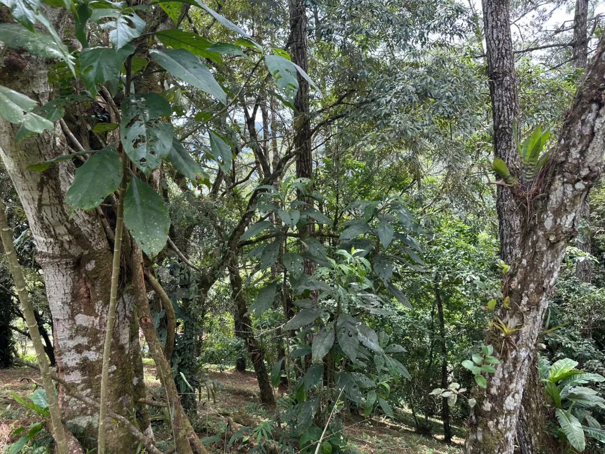Residential Lot in Altos del Maria