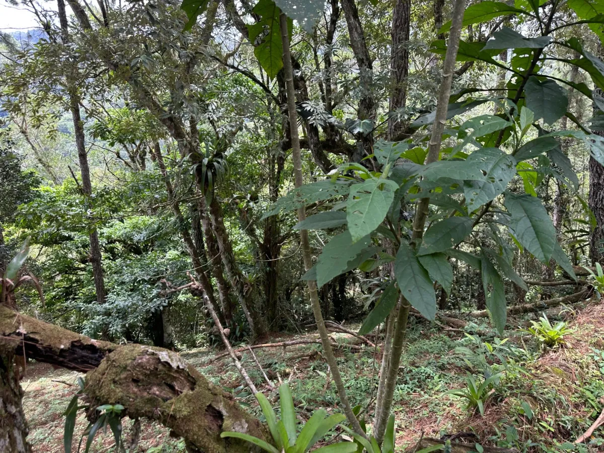 Residential Lot in Altos del Maria